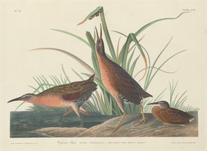 Trilho da Virgínia de Robert Havell after John James Audubon