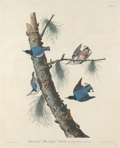 Nuthatch de peito branco de tampa preta de Robert Havell after John James Audubon