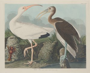 Íbis Branco de Robert Havell after John James Audubon