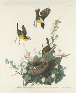 Bate-papo de peito amarelo de Robert Havell after John James Audubon