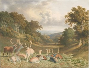 Veados no parque de Knole, Kent de Robert Hills