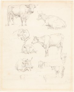 Estudos de Gado de Robert Hills