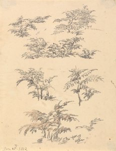 Estudo de Bracken de Robert Hills