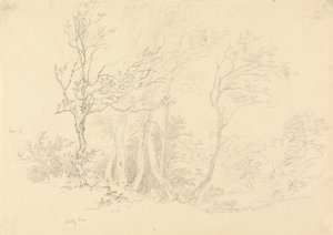 Estudo de uma azinheira de Robert Hills