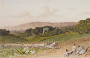 O campo do nabo