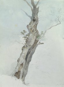 Estudo da Árvore, c.1800-05 (wc sobre grafite sobre papel) de Robert Hills