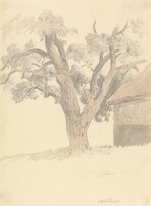 Nogueira de Robert Hills