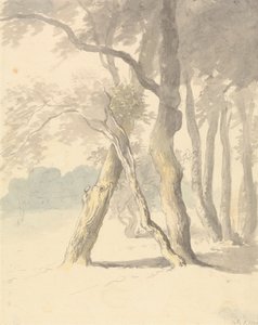 Estudo da floresta de Robert Hills