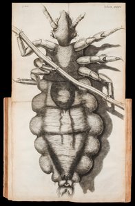 Ilustração dobrada de um piolho num fio de cabelo de 