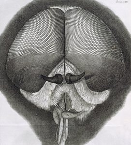 Mosca-zangão cinza, observação XXXIX de Hookes Micrographia, 1664 de Robert Hooke