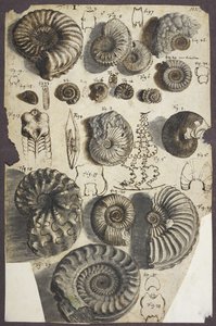 Senhora Adicionar. 5262, nº. 152 Pedras de cobra (amonites) (caneta e tinta com aguada no papel) de Robert Hooke