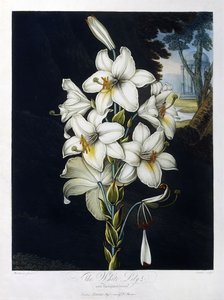 O lírio branco de Robert John (after) Thornton