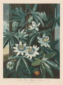 A passiflora azul