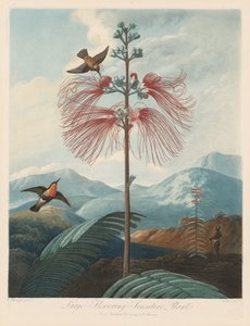O Templo da Flora, ou Jardim da Natureza: grande planta sensível à floração