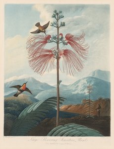 O Templo da Flora, ou Jardim da Natureza: Grande Planta Sensível à Floração, 1799-1807.