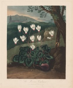 O Templo da Flora, ou Jardim da Natureza: O Ciclâmen Persa