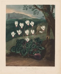 O templo da flora, ou jardim da natureza: o cíclame persa, 1799-1807.