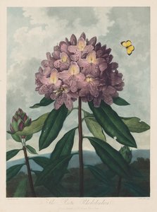 O Templo da Flora, ou Jardim da Natureza: O Rododendro Pontic, 1799-1807.