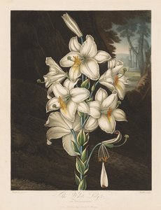 O templo da flora, ou jardim da natureza: o lírio branco com folhas variadas