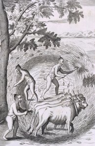 A maneira de trilhar seu arroz, do pub An Historical Relation of the Island Ceilão. Gravura 1681 de Robert Knox