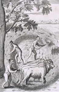 A maneira de pisar o arroz, pub. 1681. de Robert Knox