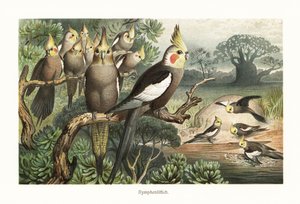 Bando de cockatiels, Nymphicus hollandicus, num buraco de água. 1882 (cromolitografia) de Robert Kretschmer