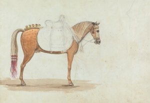 Esboço inacabado de um Cavalo de Sela Elaborada