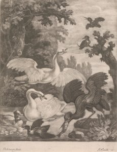 Aves aquáticas de Robert Robinson