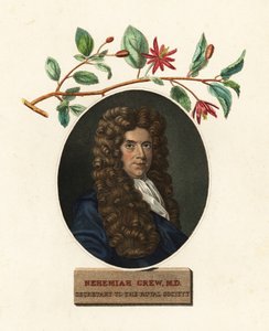 Retrato de Nehemiah Grew, médico e botânico.1809 (gravura)