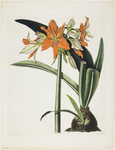 Amaryllis fulgida (Amarílis com Tubo Listrado), 1831-34 (aquatinta com gravura, impressa a cores e colorida à mão)