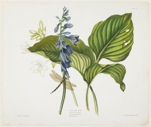 Hostas Comuns e Inglês Dragon Fly (cor aquatint und etching with hand coloring on paper)
