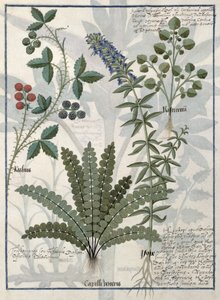 Samambaias, Brambles e flores, ilustração do livro de medicamentos simples por Mattheaus Platearius de Robinet Testard