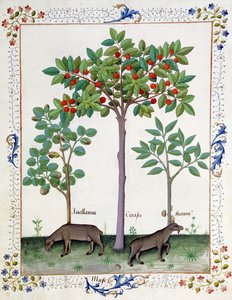 Avelã Bush (esquerda) e Cerejeira (centro), Ilustração do Livro de Medicamentos Simples de Mattheaus Platearius 162r de Robinet Testard