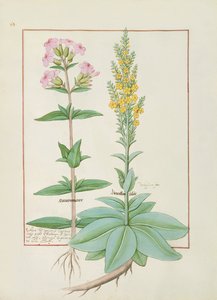 Ilustração do livro de medicamentos simples por Mattheaus Platearius de Robinet Testard