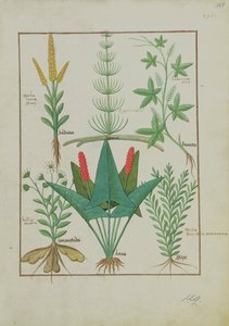 Sra. Fv VI  1 fol.125r Linha superior: Milho, Equisetum e Labruscae flos. Linha inferior: Margarida, Jarus e Manjerona, ilustração do Livro Simples de Medicamentos, de Mattheaus Platearius (dc1161) c.1470 de Robinet Testard
