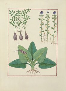 Sra. Fv VI  1 fol. Ilustração do livro de medicamentos simples de Mattheaus Platearius (dc1161) c.1470 de Robinet Testard