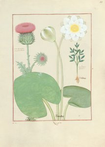 Cardo plumed, nenúfar e mamona, ilustração do livro de medicamentos simples, por Mattheaus Platearius de Robinet Testard