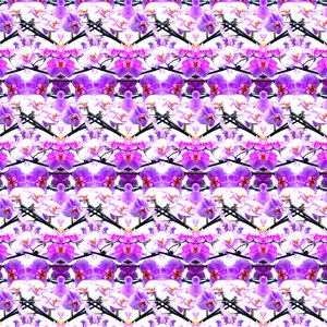 Repetição de orquídea roxa