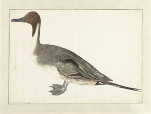 Drake Pintail de Rochus van Veen