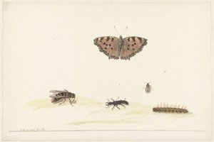 Folha de estudo com diferentes insectos de Rochus van Veen