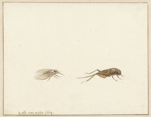 Dois insetos de Rochus van Veen