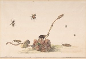 Vários insetos por um fungo, 1681. de Rochus van Veen