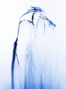 Garça-azul em voo de RodMacIver