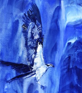 Águia-pesqueira-de-asa-azul de RodMacIver