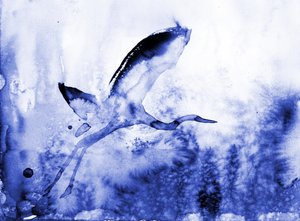 Garça-azul graciosa de RodMacIver