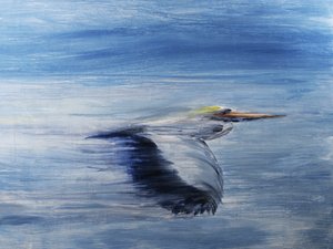 Voo Sereno das Aves de RodMacIver