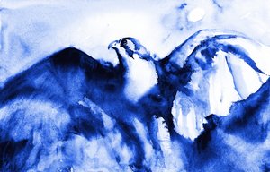 Falcão-azul em voo de RodMacIver