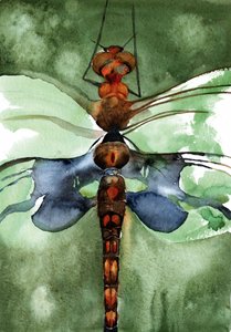 Libélula em aquarela vibrante de RodMacIver