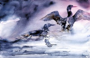 Aves aquáticas ao anoitecer de RodMacIver