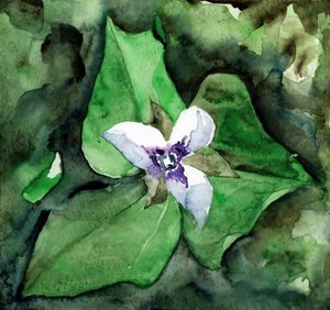 Flores de trillium branco de RodMacIver